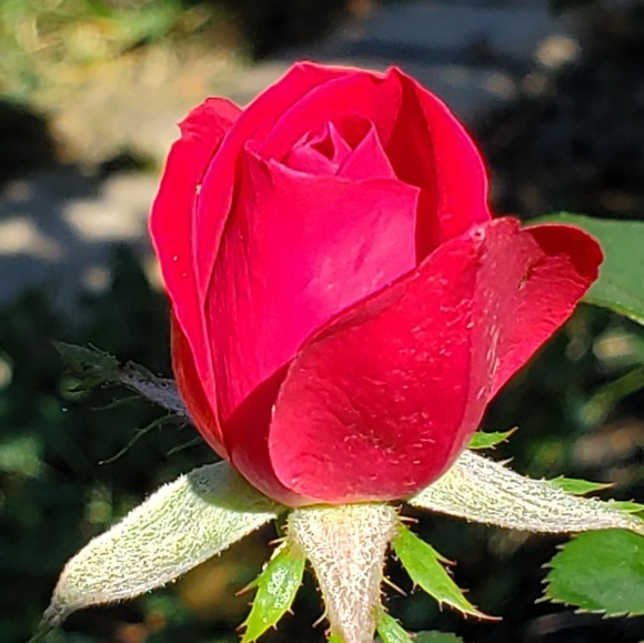 Meet your Posher, Jo - Picture 1 of 1